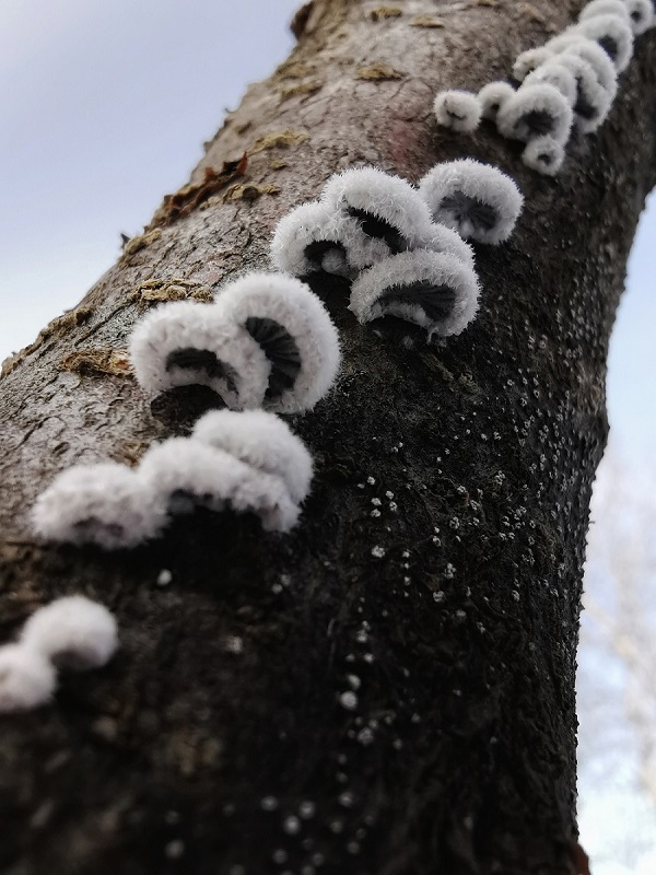 Let’s Get Fuzzy with C Means Clustering